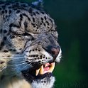 slides/_MG_7872.jpg wildlife, feline, big cat, cat, predator, fur, spot, snow, leopard, fang, steel WBCW45 - Snow Leopard
